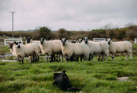 WORKING SHEEP FARM